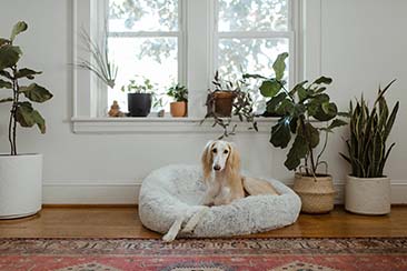 Interior Design Ideas for Your Pets
