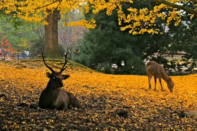 72 Seasons Nara by Beautiful Living Research Lab
