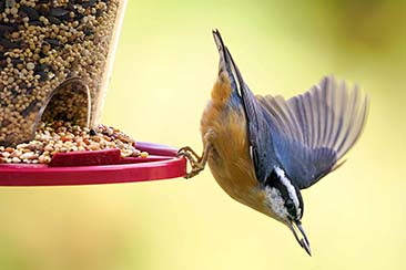 How AI Bird Feeders Bring the World’s Birds to You