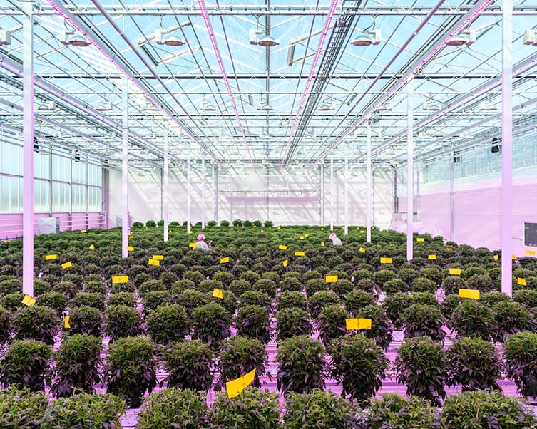 Medicinal cannabis greenhouse Aurora Nordic, Denmark