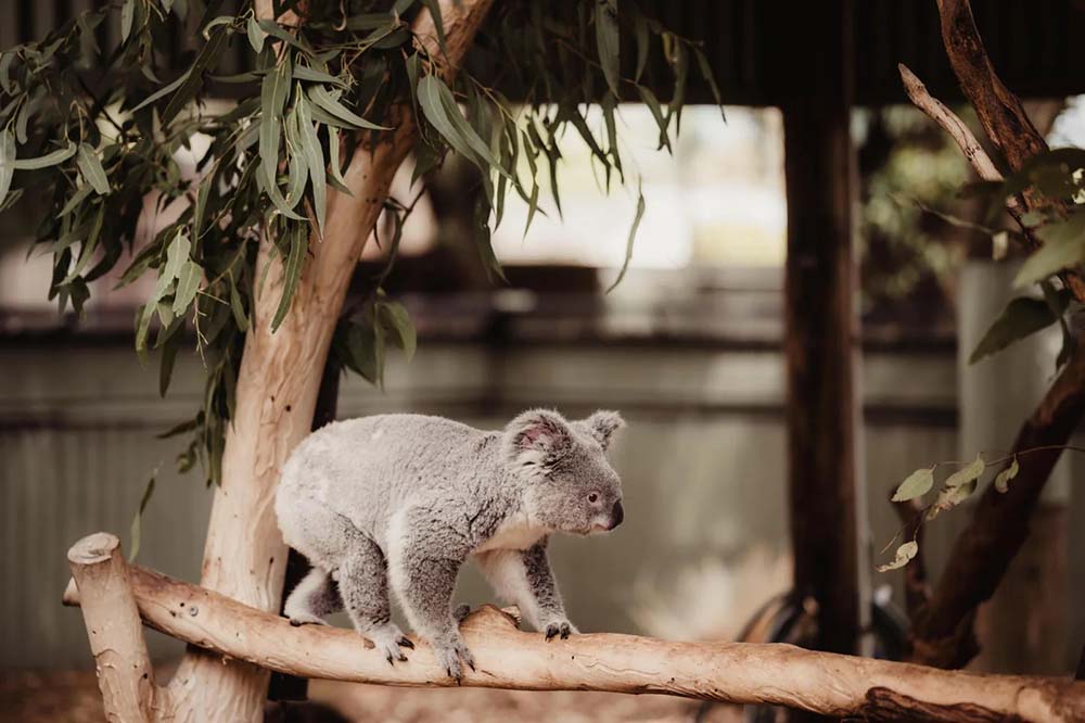 Best Places to Go Animal Spotting in Australia