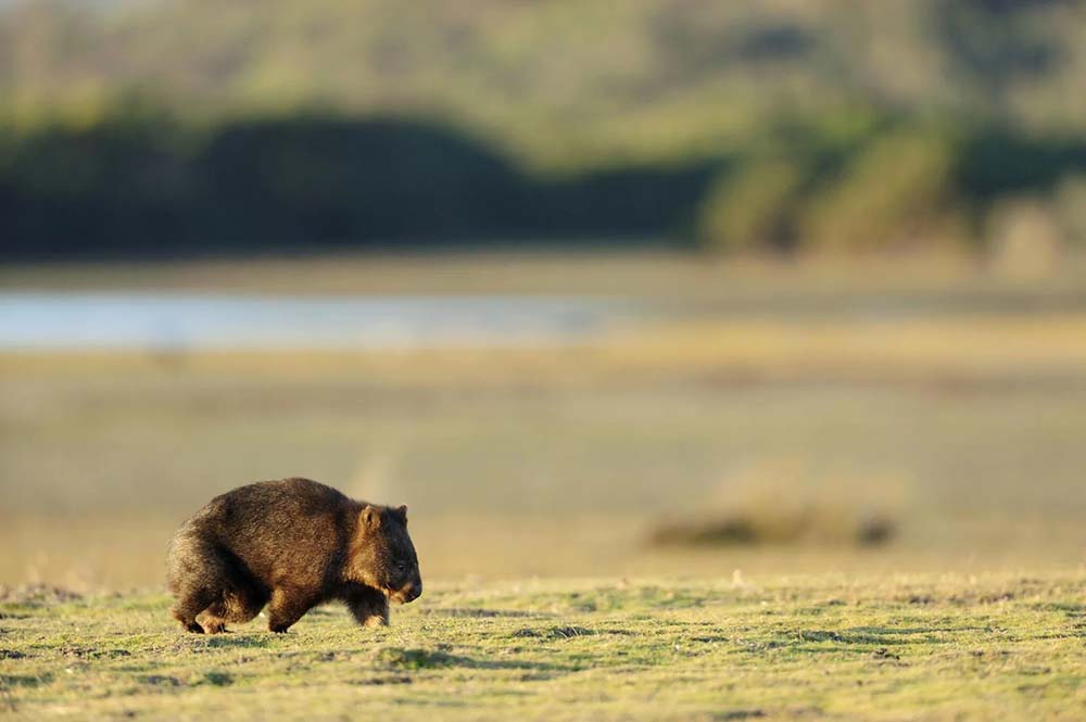 Best Places to Go Animal Spotting in Australia