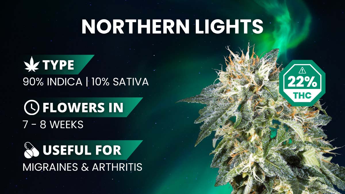 Northern Lights