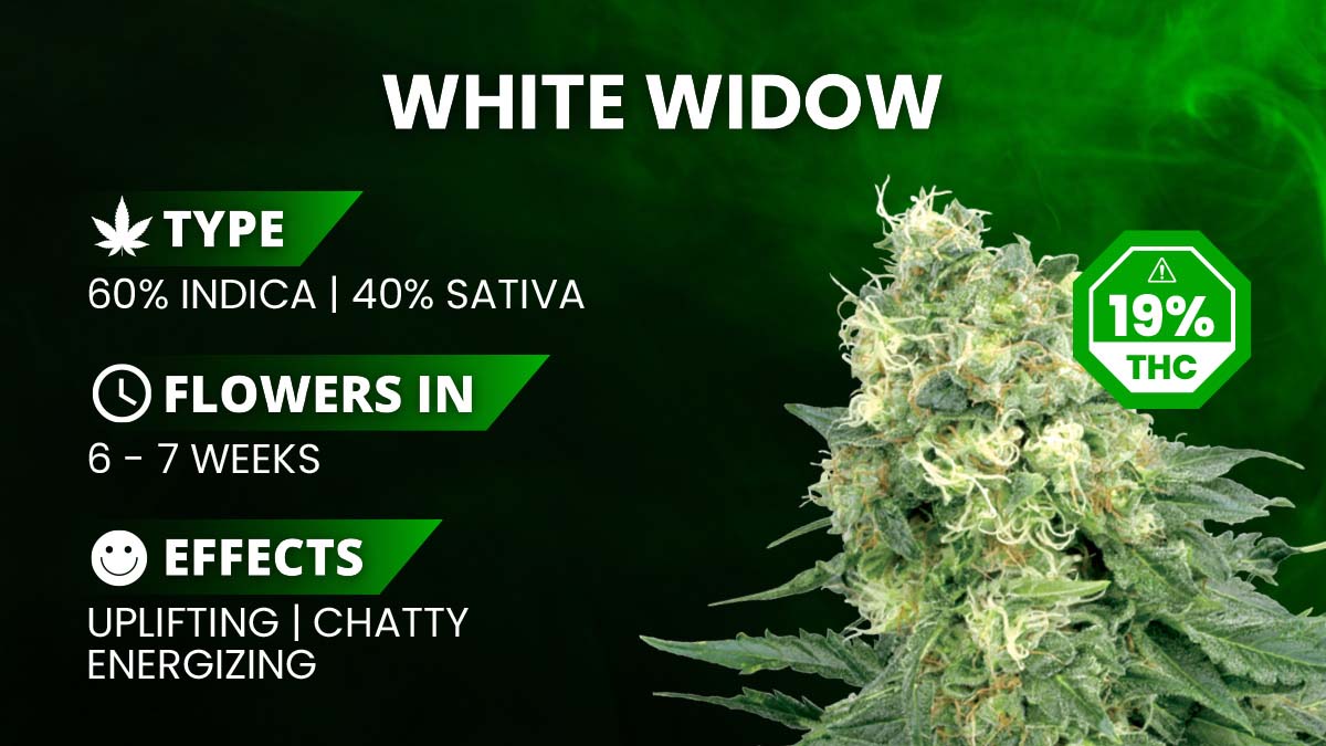 White Widow