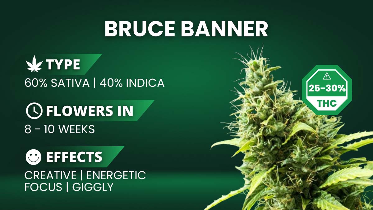 Bruce Banner