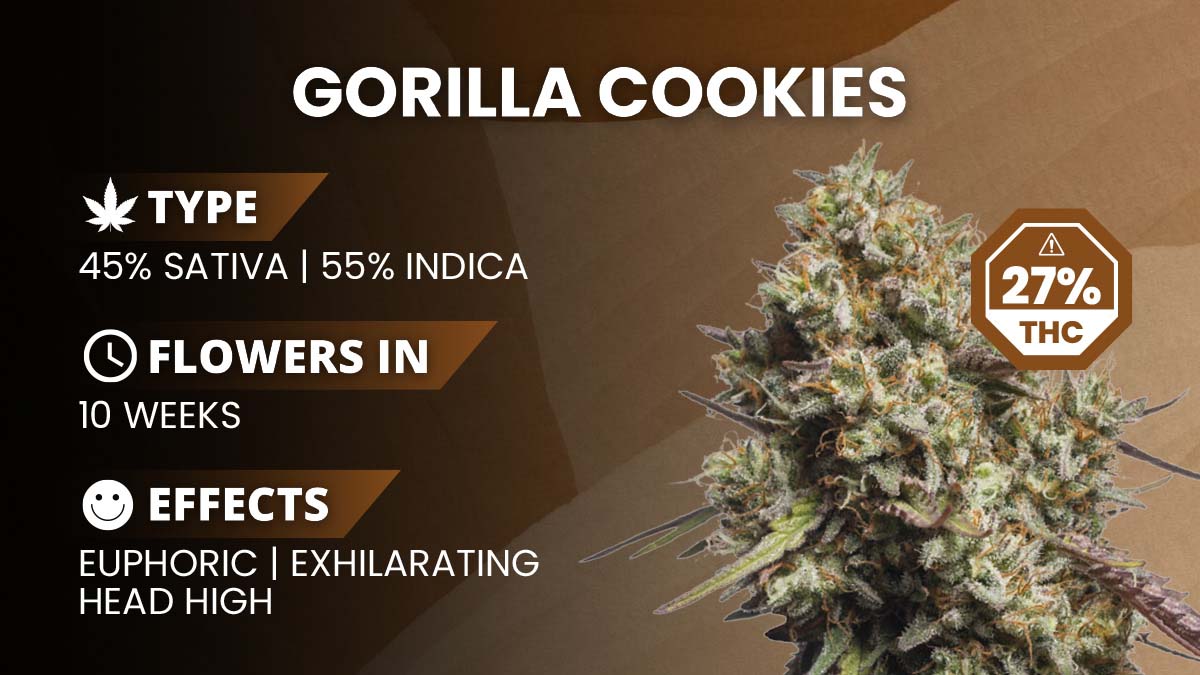 Gorilla Cookies