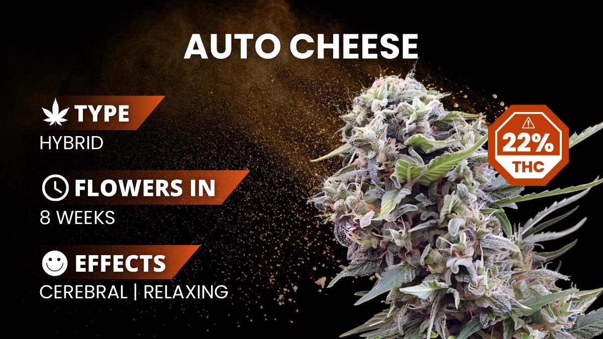 Auto Cheese