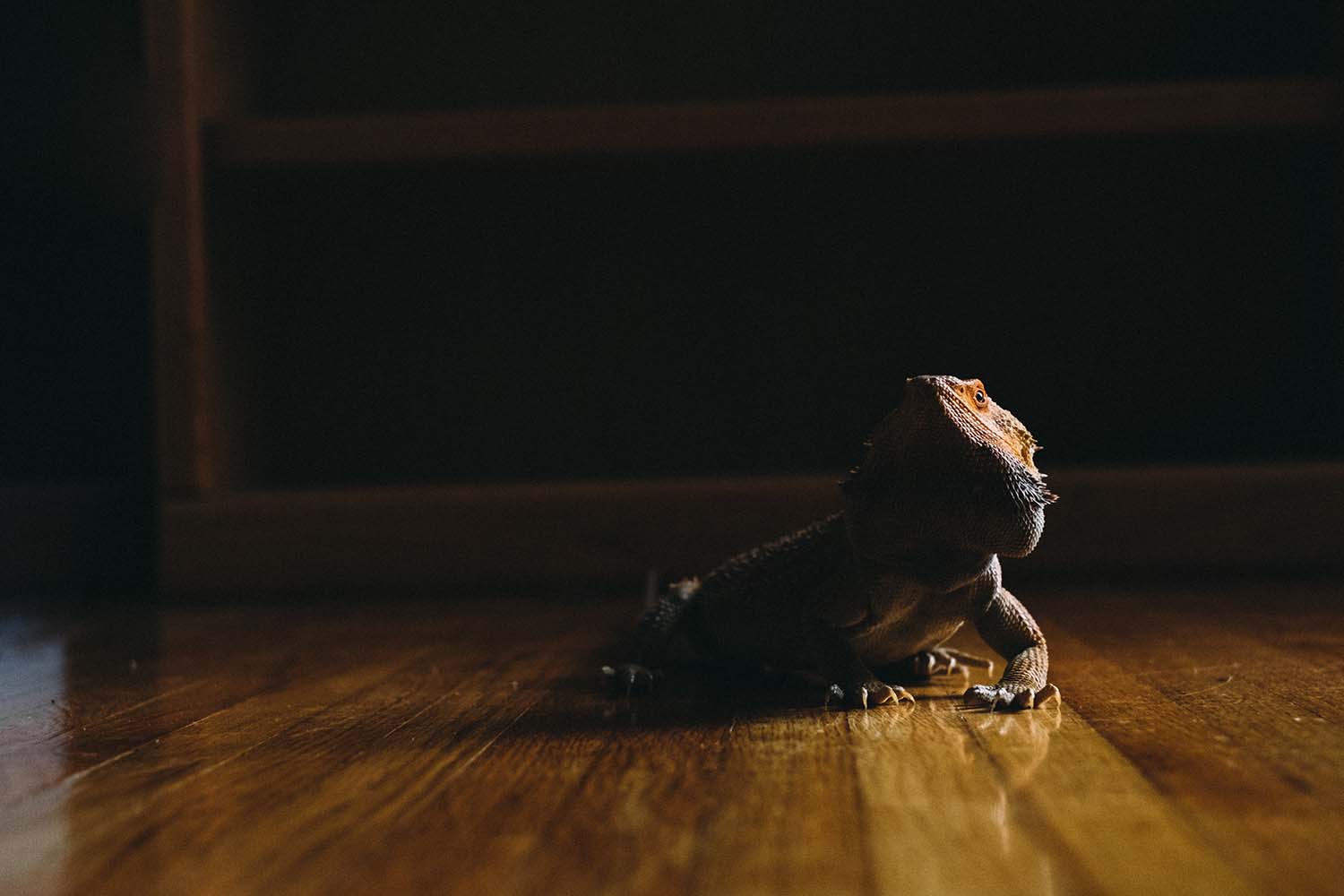 Do Bearded Dragons Make Good Pets? Discover More With These Interesting Facts