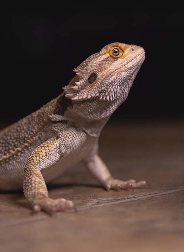 Do Bearded Dragons Make Good Pets? Discover More With These Interesting Facts