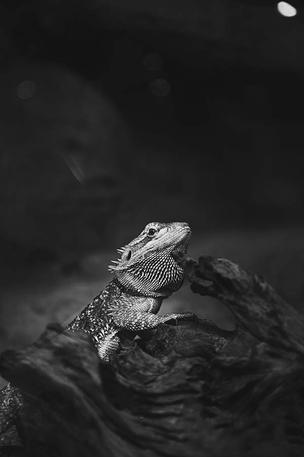 Do Bearded Dragons Make Good Pets? Discover More With These Interesting Facts