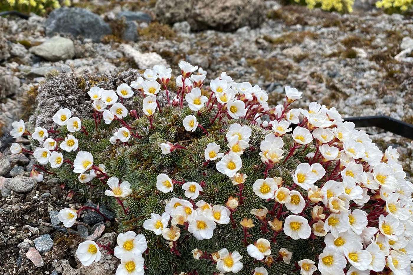 Bergen's Botanical Garden: A Tranquil Oasis in the City