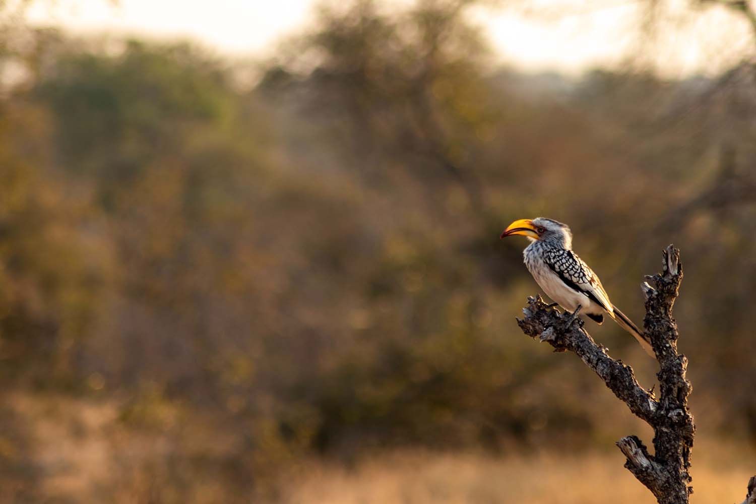 The Very Best Birdwatching Destinations Around the World