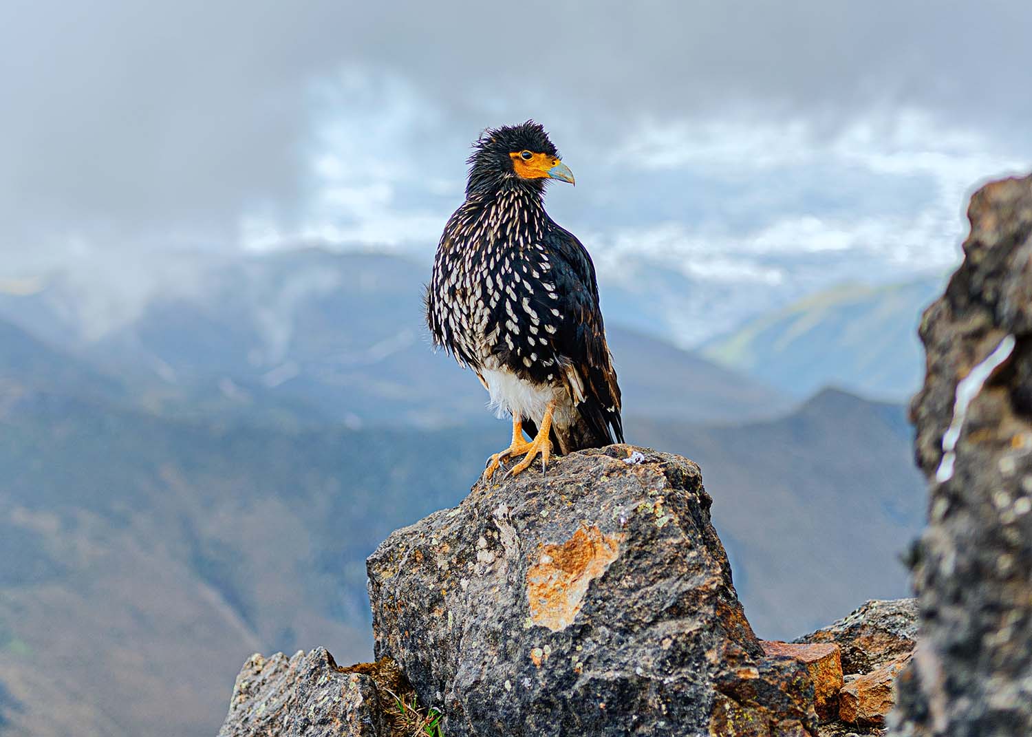 The Very Best Birdwatching Destinations Around the World