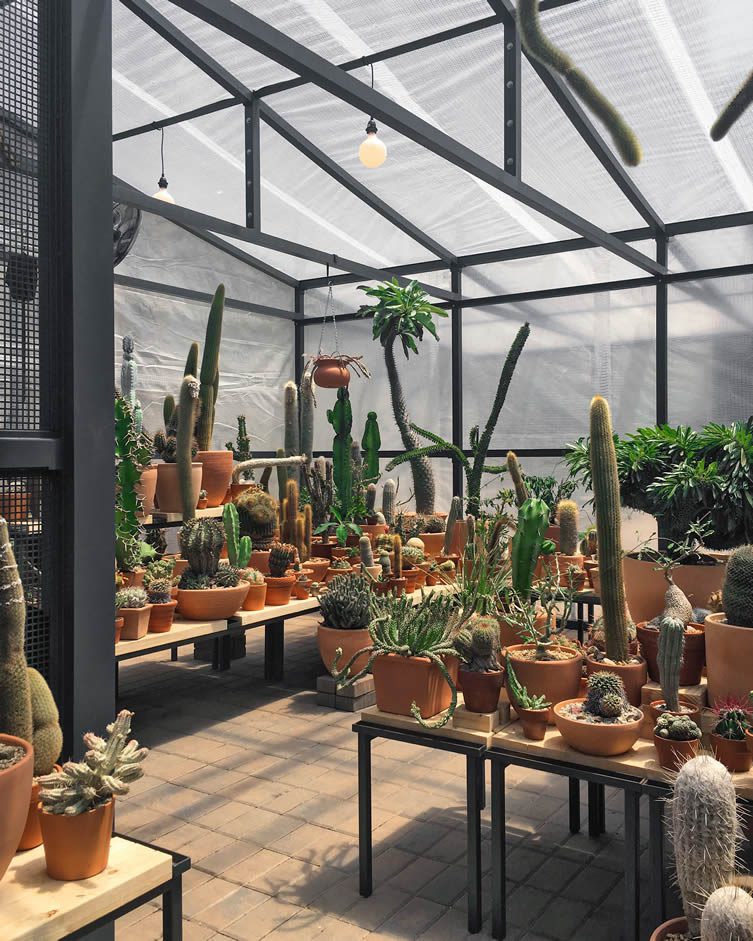 Cactus Store Pop-Up New York