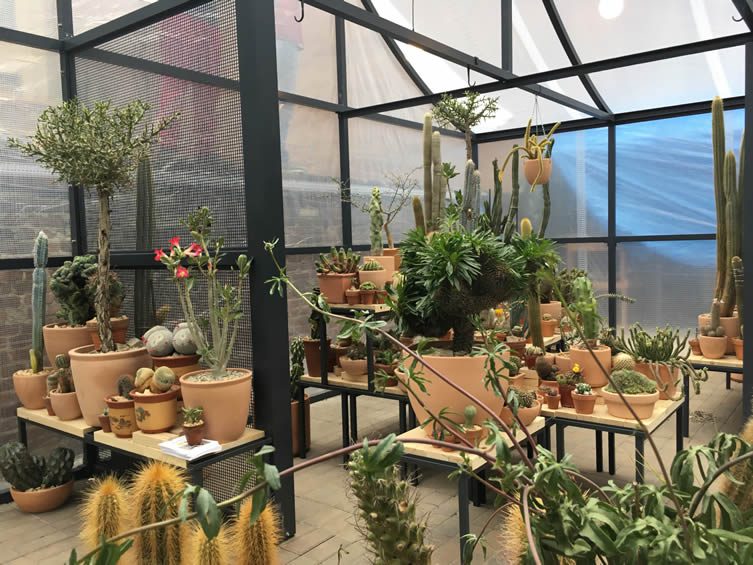 Cactus Store Pop-Up New York