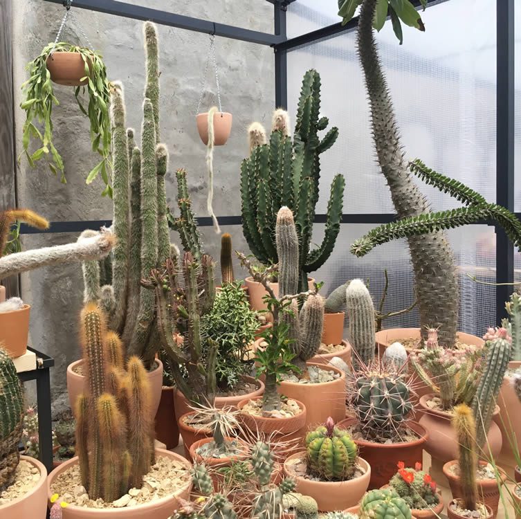 Cactus Store New York Pop-Up Shop