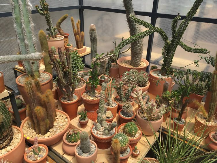 Cactus Store New York Pop-Up Shop