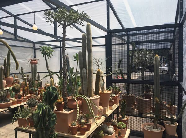 Cactus Store Pop-Up Shop New York by Carlos Morera, and Jeff Kaplon