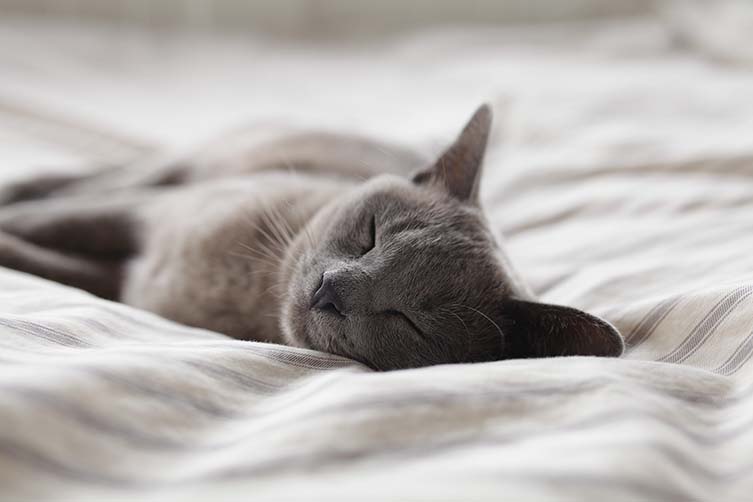Change Your Cat’s Sleeping Patterns