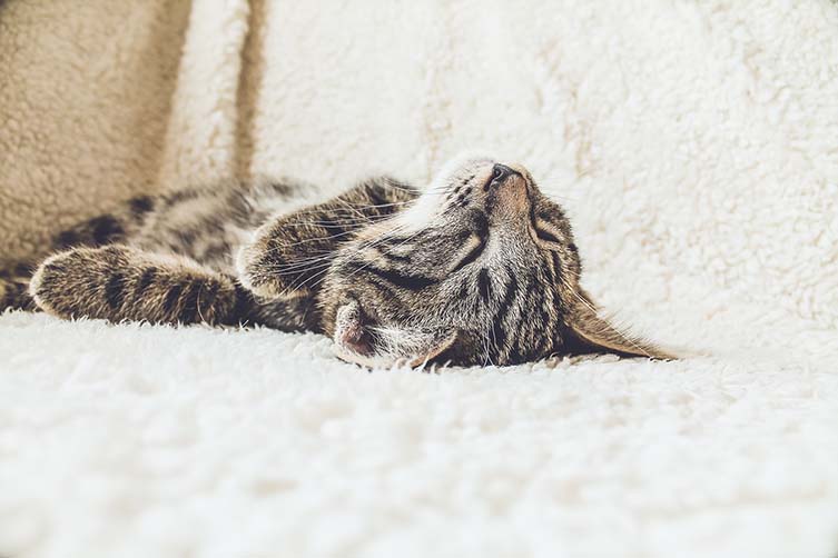 Learn how understanding and changing your cat's sleeping patterns can help you make the most out of your own sleep...