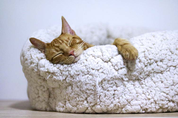 Learn how understanding and changing your cat's sleeping patterns can help you make the most out of your own sleep...