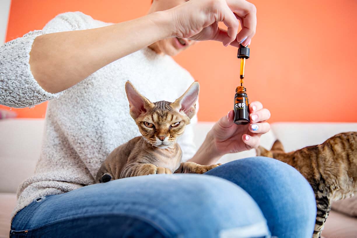 CBD for Pet Owners