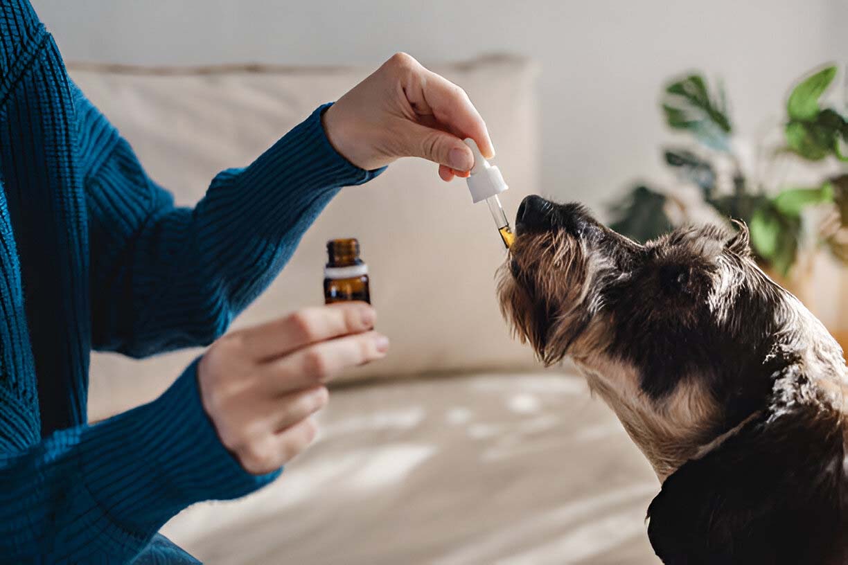 CBD for Pet Owners