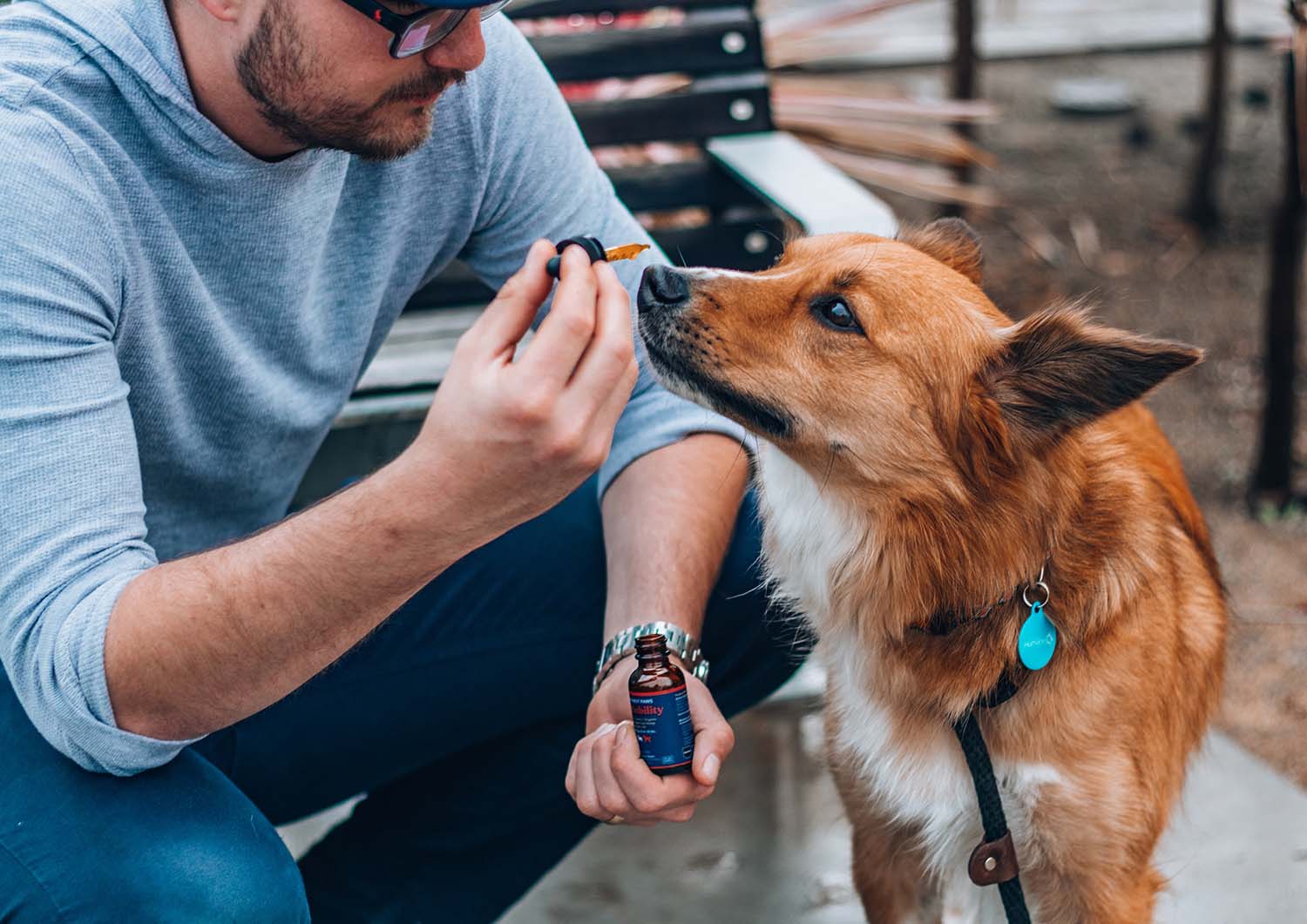 Does CBD Really Help Dogs and Cats? Pet Owners Using CBD