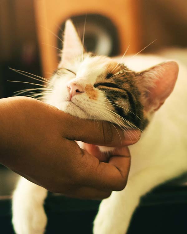 Does CBD Really Help Dogs and Cats?