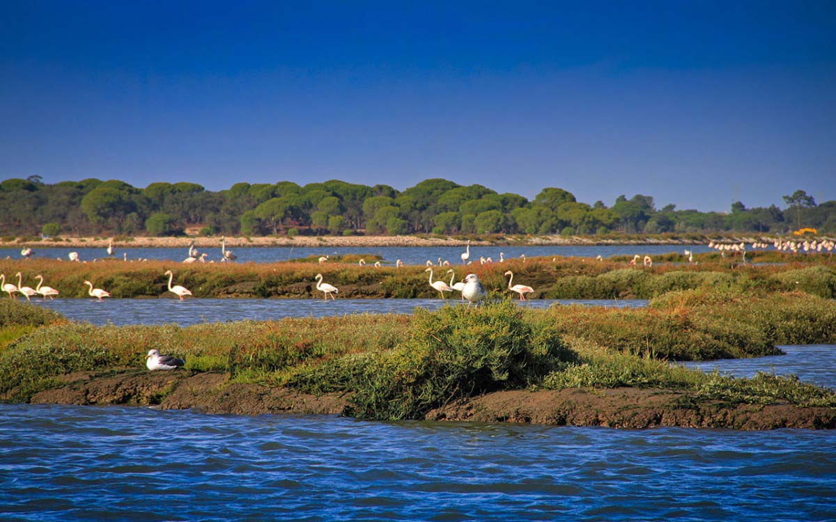 Sado Estuary Nature Reserve