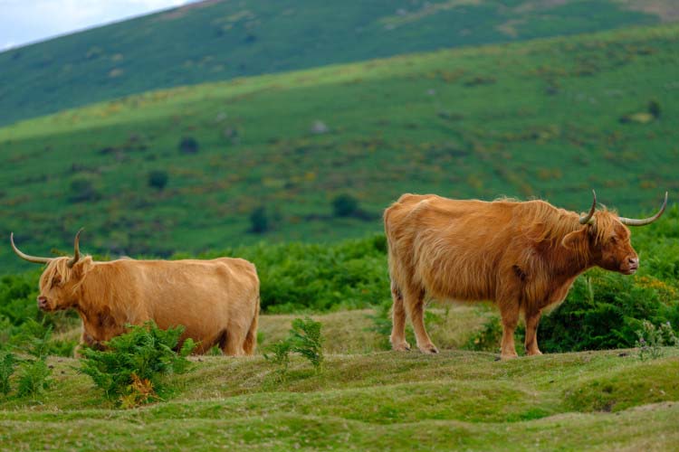 Dartmoor