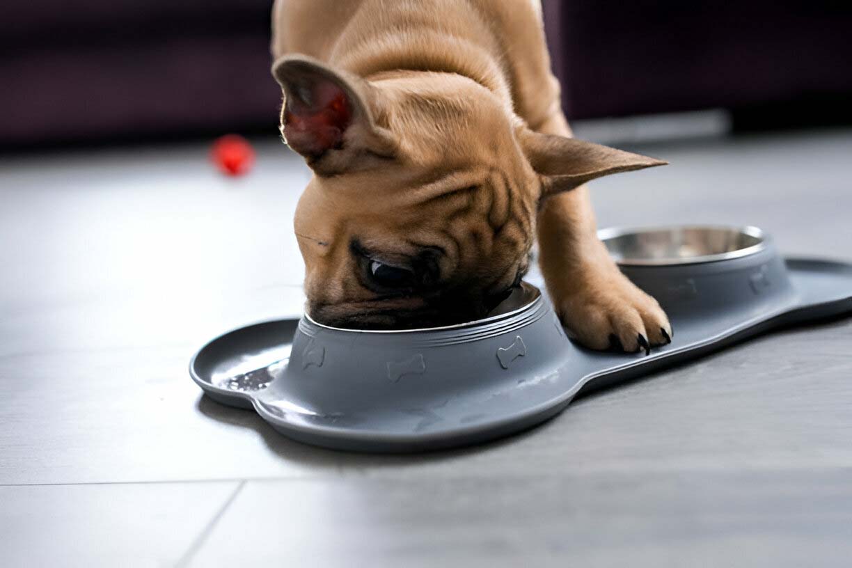 6 Easy Dog Diet Tips to Keep Your Four-Legged Friend Vibrant and Vital
