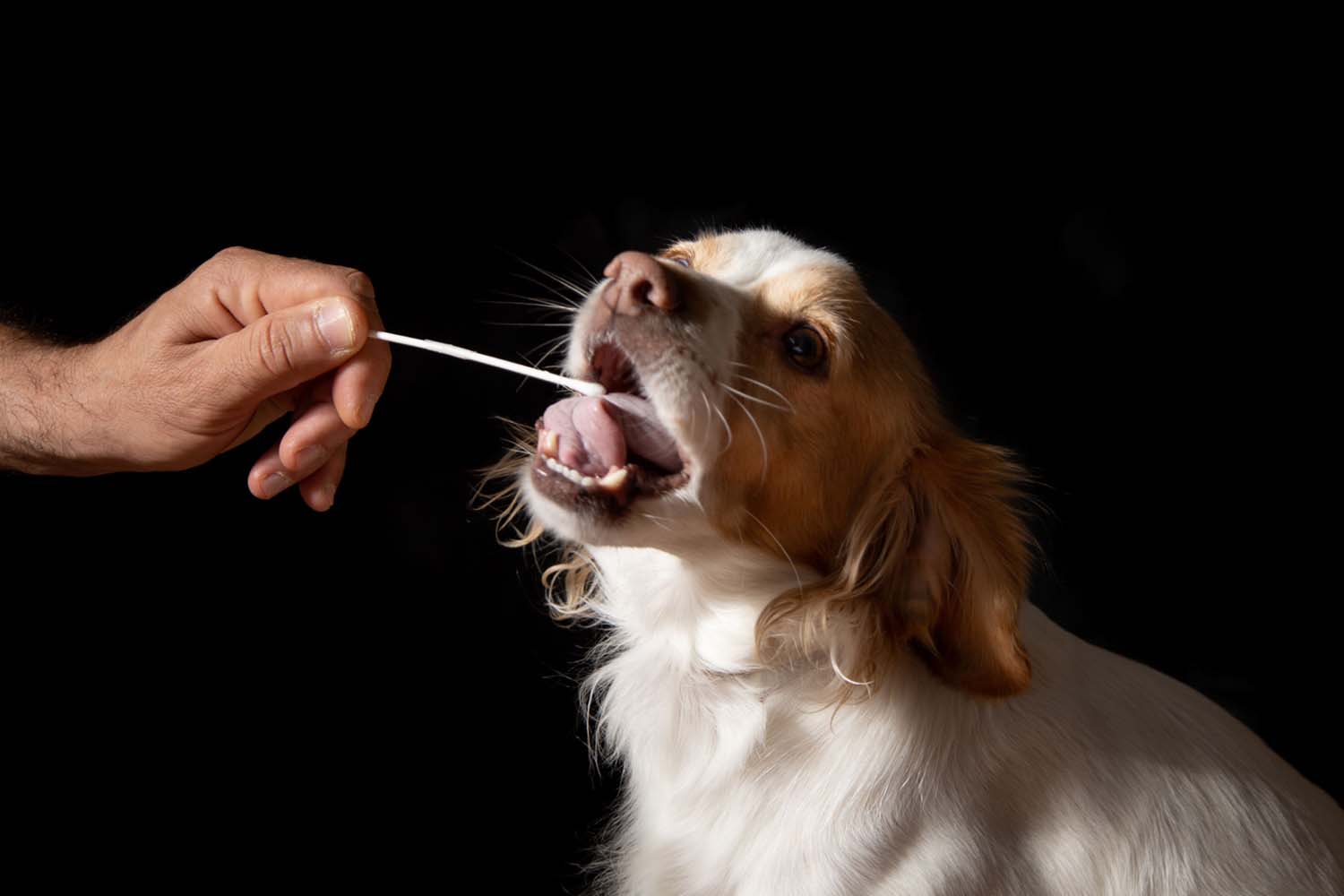 Best Dog DNA Testing Kits