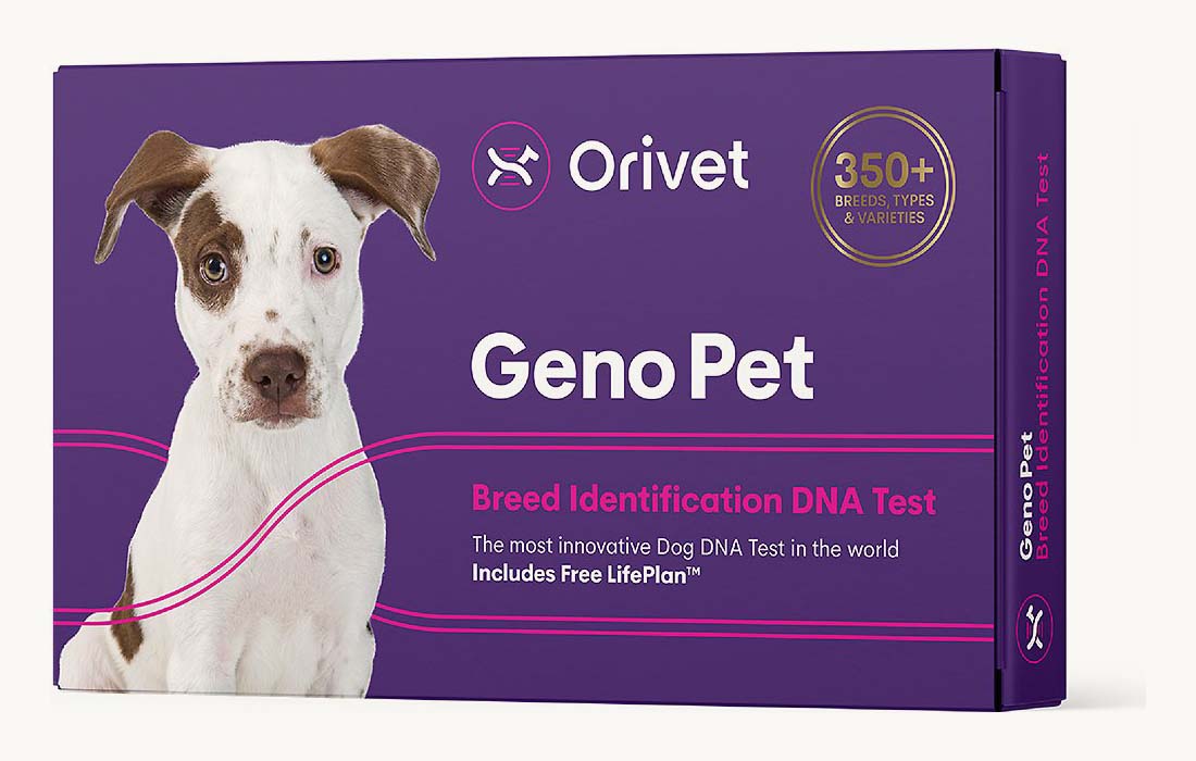 Best Dog DNA Testing Kits