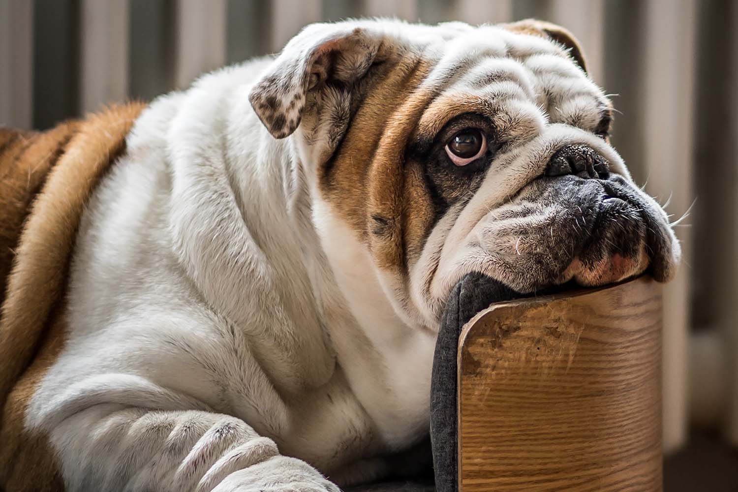 The Top Dog Friendly Hotels in Europe
