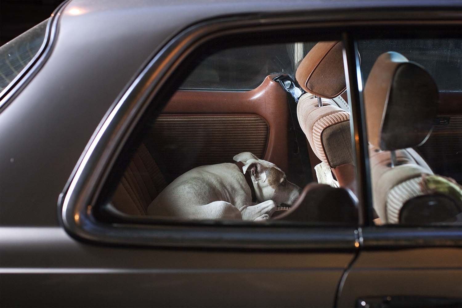 Martin Usborne, The Silence of Dogs in Cars