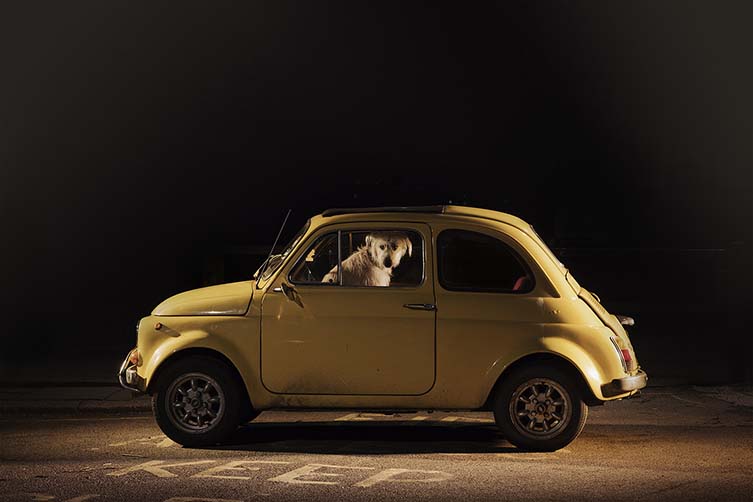 Martin Usborne, The Silence of Dogs in Cars