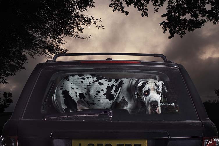 Martin Usborne, The Silence of Dogs in Cars