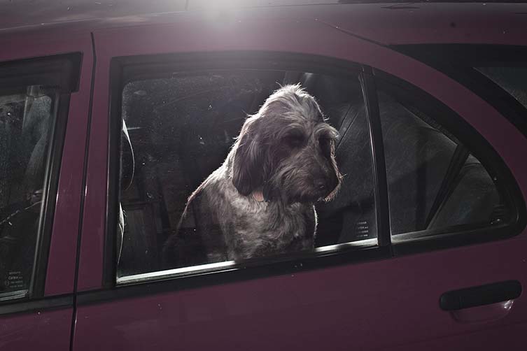 Martin Usborne, The Silence of Dogs in Cars