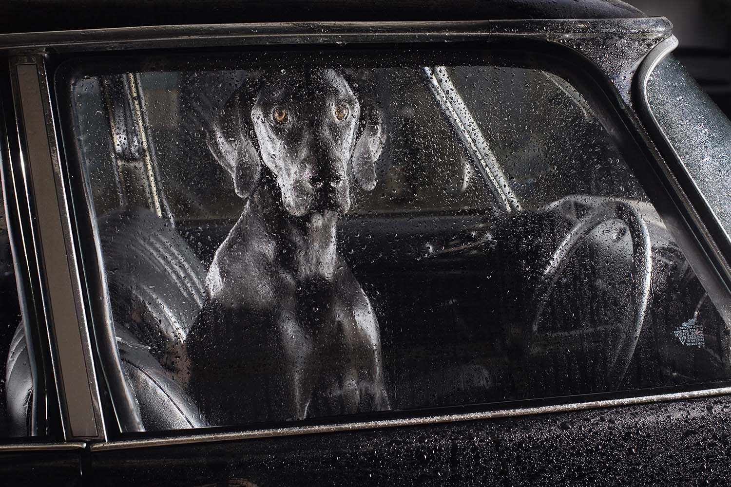 Martin Usborne, The Silence of Dogs in Cars Published by Hoxton Mini Press