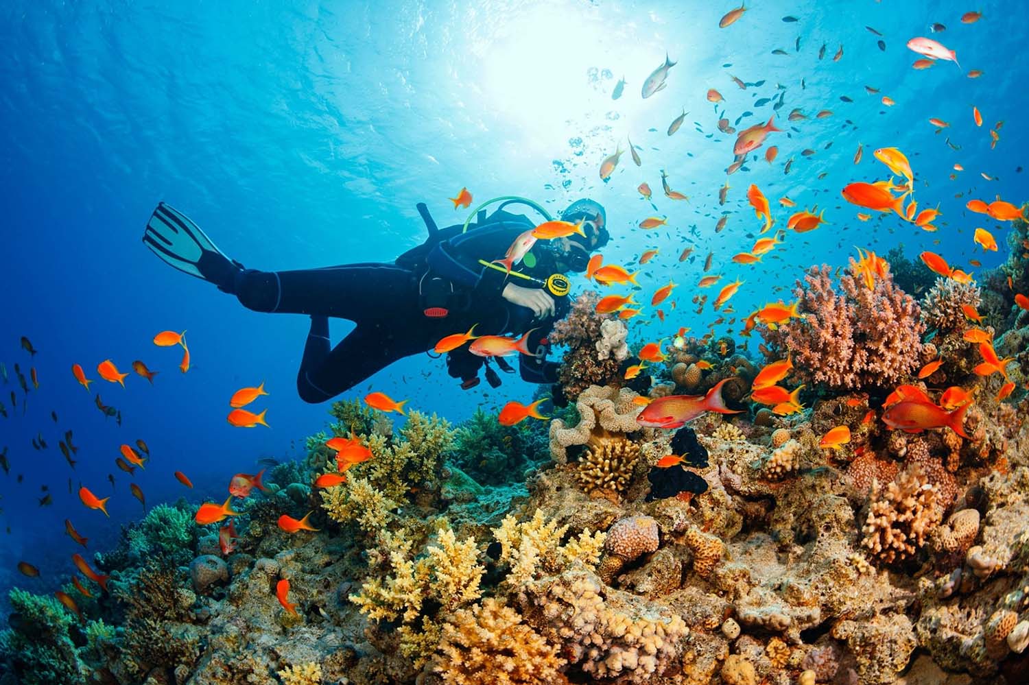 Exploring Barbados Under the Sea