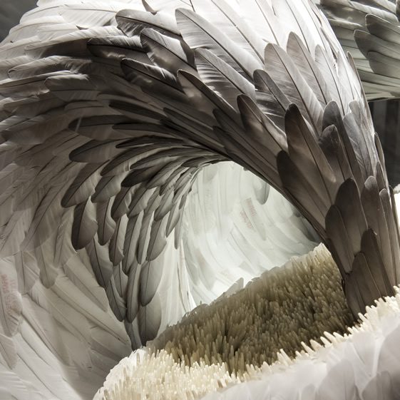Kate MccGwire’s Feather Sculptures