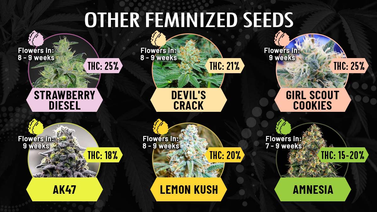Other Feminized Seeds