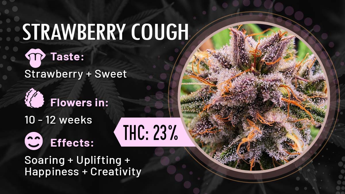 Strawberry Cough Feminized Seeds