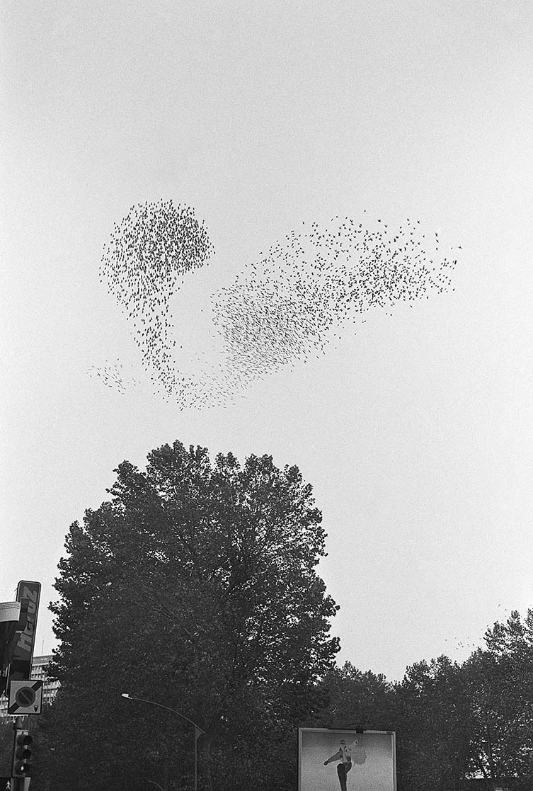 Mark Steinmetz