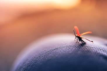 How to Get Rid of Mosquitoes Outside How to Get Rid of Mosquitoes Outside