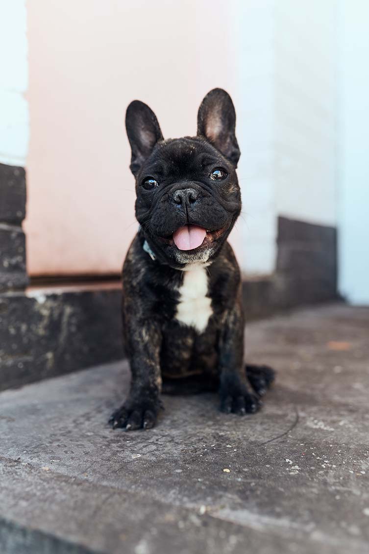 Good Times Milk Bar welcomes beautiful people and beautifuler puppies