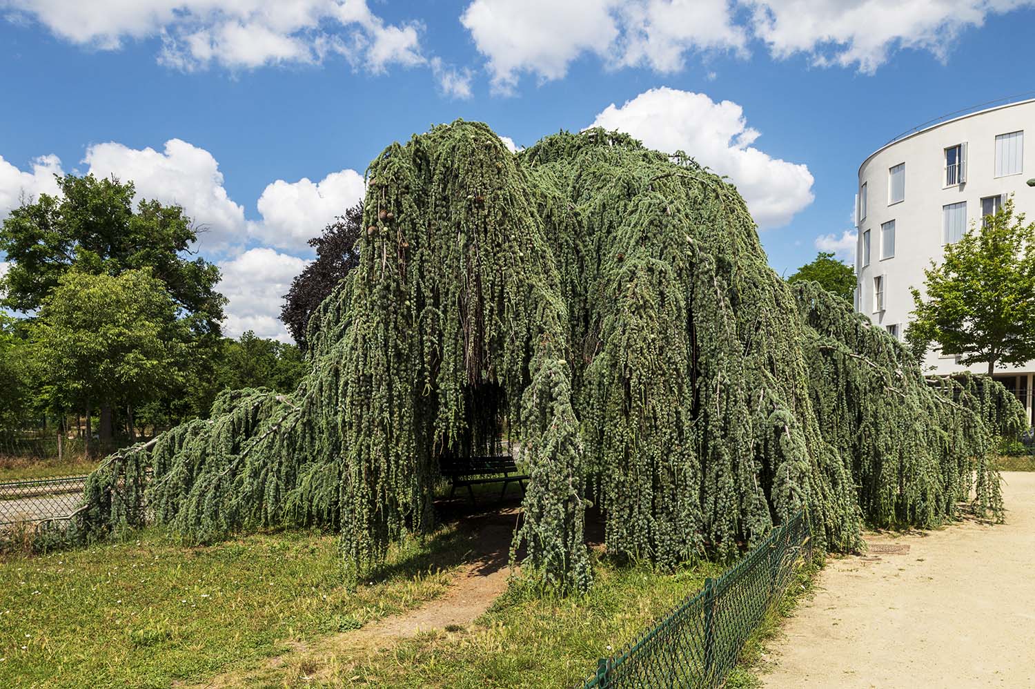 Weeping Blue Atlas Cedar, Cedrus atlantica ‘Glauca Pendula’, Square Claude Debussy, 75016