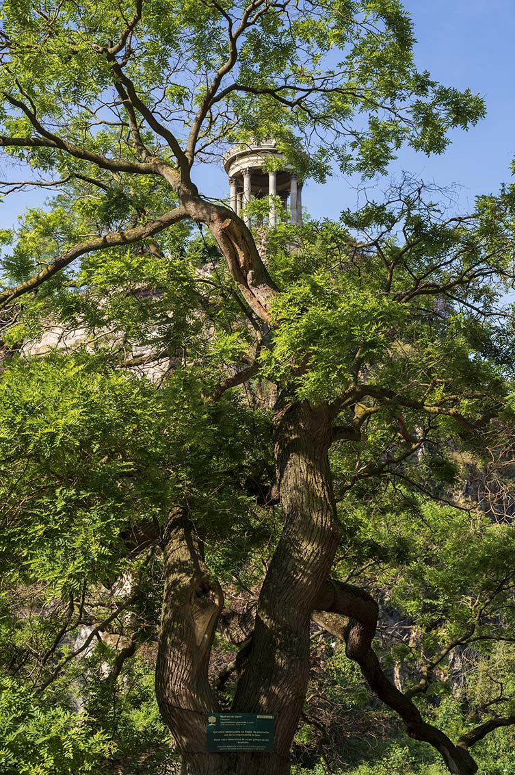 Pohon Pagoda Jepang, Styphnolobium japonicum, Parc des Buttes Chaumont, 75019