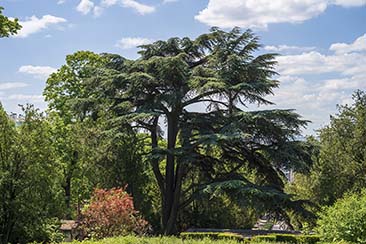 Great Trees of Paris Map, Blue Crow Media